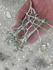 Mentzelia multicaulis