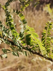 Eysenhardtia polystachya