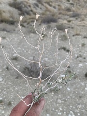 Mentzelia multicaulis