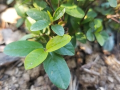 Frangula californica