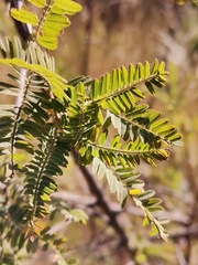 Eysenhardtia polystachya