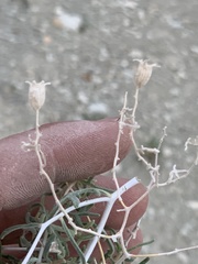 Mentzelia multicaulis
