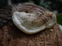 Trametes suaveolens