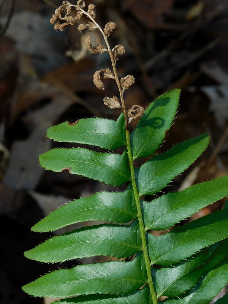 Christmas fern, photo 3