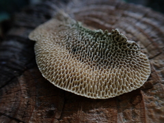 Trametes suaveolens