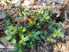 Frangula californica