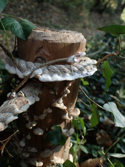 Trametes suaveolens