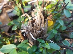 Frangula californica