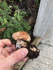 Leucopaxillus