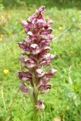 Anacamptis coriophora