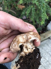 Leucopaxillus