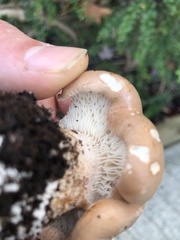 Leucopaxillus