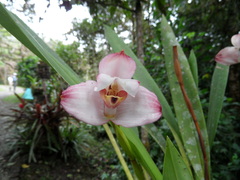 Maxillariinae