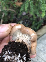 Leucopaxillus