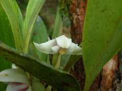 Maxillaria