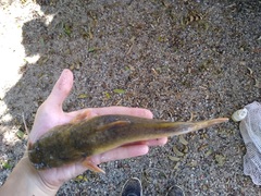 Pylodictis olivaris