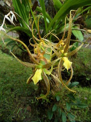 Brassia