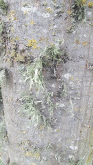 Ramalina leptocarpha