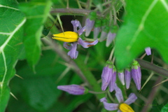 Solanum palinacanthum