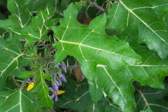 Solanum palinacanthum