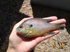Lepomis aquilensis