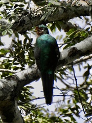 Apaloderma narina
