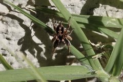 Habronattus pyrrithrix