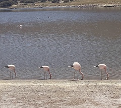 Phoenicoparrus andinus