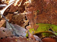 Proceratophrys renalis