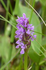 Dactylorhiza