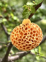 Cyttaria hariotii