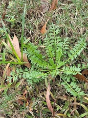 Lepidium didymum