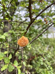 Cyttaria hariotii