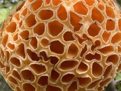 Cyttaria hariotii