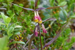 Melampyrum arvense