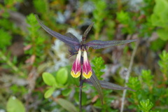 Melampyrum arvense
