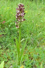 Anacamptis coriophora