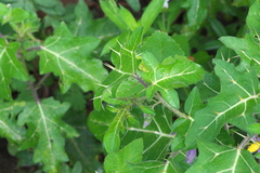 Solanum palinacanthum