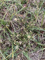 Erigeron divaricatus