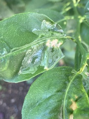 Phyllocnistis citrella