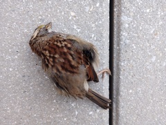 Zonotrichia albicollis