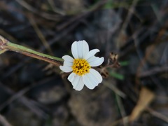 Bidens odorata