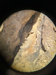 Crotalus cerastes cerastes