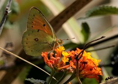 Colias lesbia