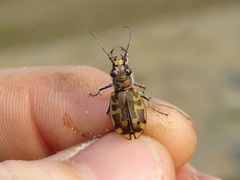 Cicindela hirticollis