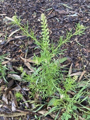 Lepidium pseudotasmanicum