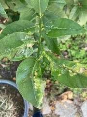 Phyllocnistis citrella