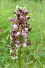 Anacamptis coriophora