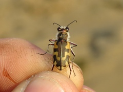 Cicindela hirticollis
