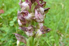 Anacamptis coriophora